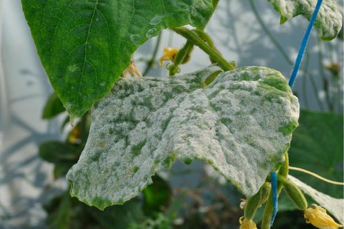 Sumin Scorpion 325 Sc Grzybobójczy Alternarioza Rdza Mączniak 50 Ml na Arena.pl