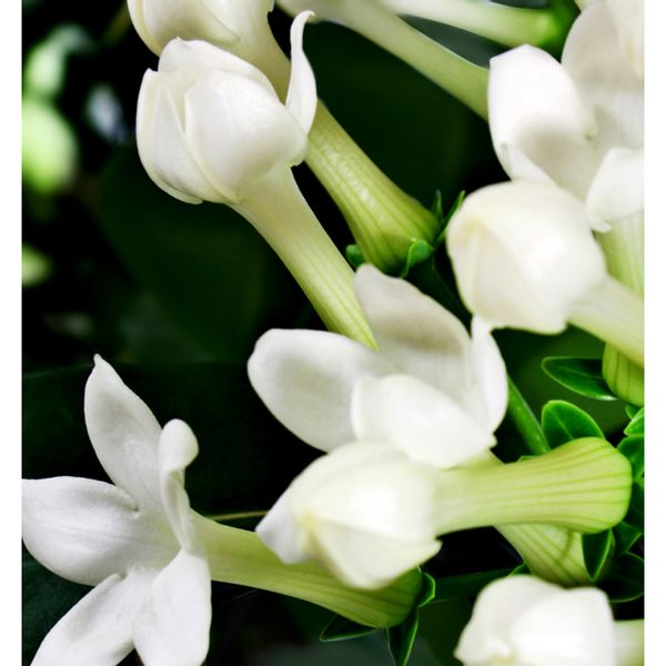 Yodeyma Nicolas For Her Woda Perfumowana Dla Kobiet 100ml zdjęcie 4