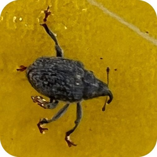 ŚRODEK PREPARAT NA MSZYCE CYPERKILL MAX 500 EC 250ML OWADOBÓJCZY DO na Arena.pl