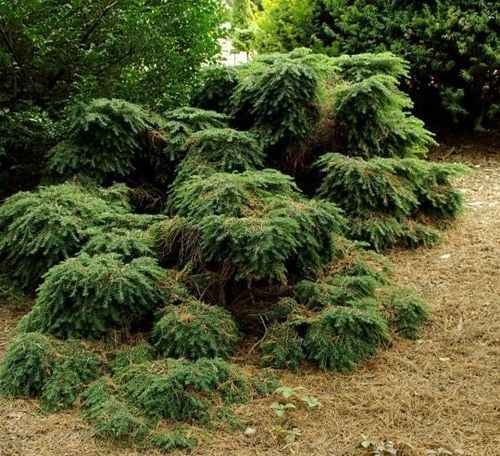 Tsuga Choina kanadyjska Pendula 20-40cm C1.5 na Arena.pl