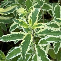 Barbula klandońska 'White Surprise' Białe Liście (Caryopteris clandonensis)