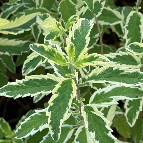 Barbula klandońska 'White Surprise' Białe Liście (Caryopteris clandonensis) na Arena.pl