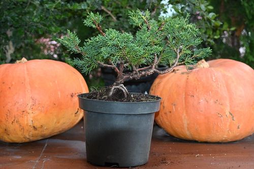 Jałowiec chiński Shimpaku - Juniperus chinensis 0050 na Arena.pl