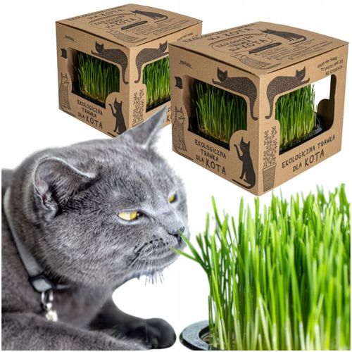 2x EKO Trawka Dla Kota Trawa Odkłaczająca Przysmak EKOLOGICZNA WYROŚNIĘTA na Arena.pl