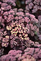 Rozchodnik ogrodowy Globe Yellow - Sedum hybridum