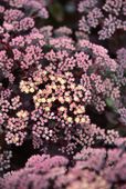 Rozchodnik ogrodowy Globe Yellow - Sedum hybridum