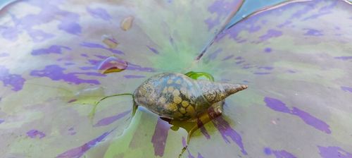 5 x Ślimak Błotniarka Stawowa Filtruje i oczyszcza Na Glony na Arena.pl