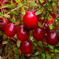 Żurawina wielkoowocowa MCFARLIN Duży owoc Sadzonki w doniczkach P11