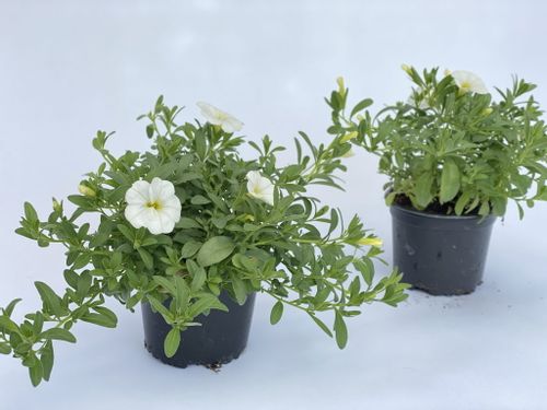 Million Bells White Calibrachoa BIAŁY sadzonki na Arena.pl