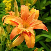 Liliowiec rdzawy 'Kwanso' Pomarańczowy Doniczka 2.5L (Hemerocallis fulva)