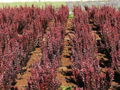 Berberys thunberga RED ROCKET Wąska kolumna P9 na Arena.pl