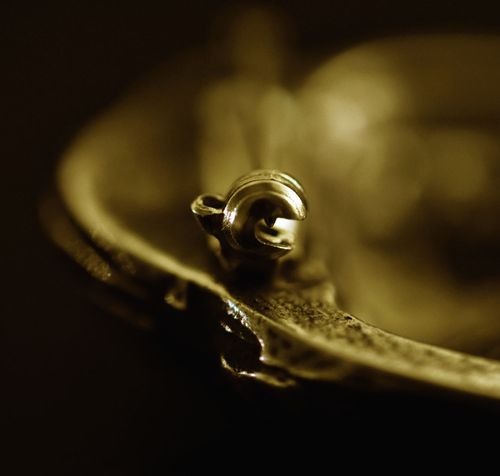 Cairn Terrier - klips - 1028 na Arena.pl