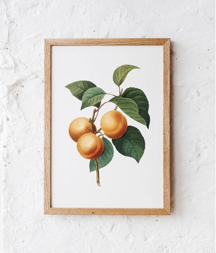 Plakat morele morela vintage 40x50 cm na Arena.pl