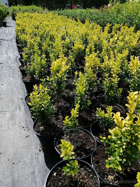 Bukszpan wieczniezielony King Midas złociste wybarwienie zdjęcie 4