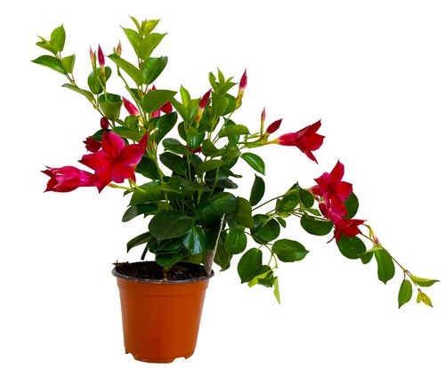 SANDEVILLA (SUNDAVILLE)  Czerwona 30 cm na Arena.pl