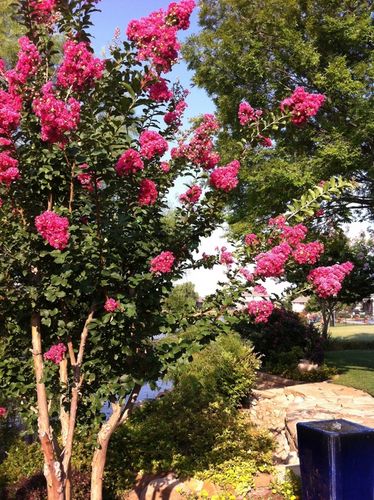 LAGERSTROEMIA INDICA NAJDŁUŻEJ KWITNĄCY KRZEW ŚWIATA PINK RÓŻOWA na Arena.pl