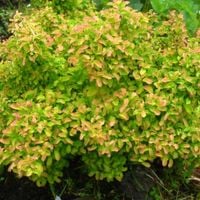 Tawuła nippońska 'Gerlve's Rainbow' Miniaturowa (Spiraea nipponica) Poj. 1L