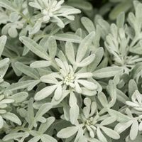 Bylica Stellera SILVER BROCADE Artemisia Na suche gleby Sadzonki P11