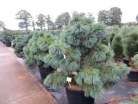 Sosna Schwerina Wiethorst 20-30cm C2