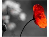 40X50CM SAMOTNY MAK JENNY DOWNING OBRAZ