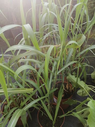 Miskant chiński Memory na suche bukiety na Arena.pl