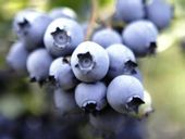 Borówka amerykańska wysoka NELSON Późna Sadzonki 3-letnie Doniczka C2