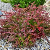 Berberys thunberga GOLDEN RING Piękny krzew Na żywopłot P9