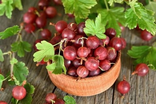 AGREST TRIUMF NA PNIU CZERWONY PLENNY wyjątkowo soczyste i zdrowe na Arena.pl