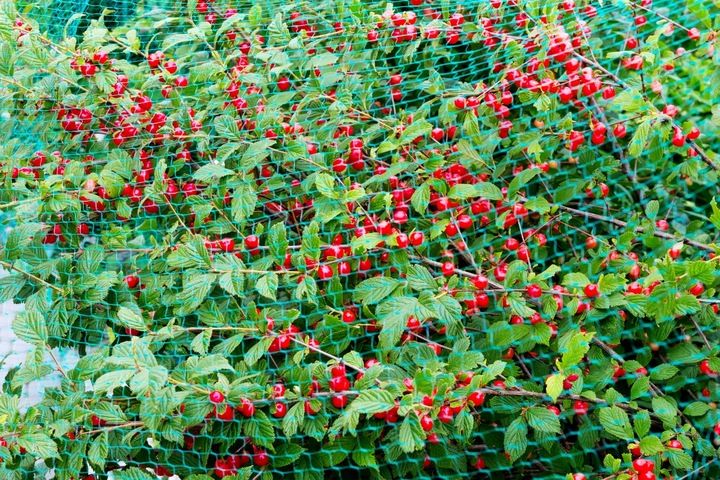 MOCNA SIATKA na PTAKI szpaki na BALKON DRZEWKA 10x10 m GRUBY SPLOT 20G zdjęcie 8