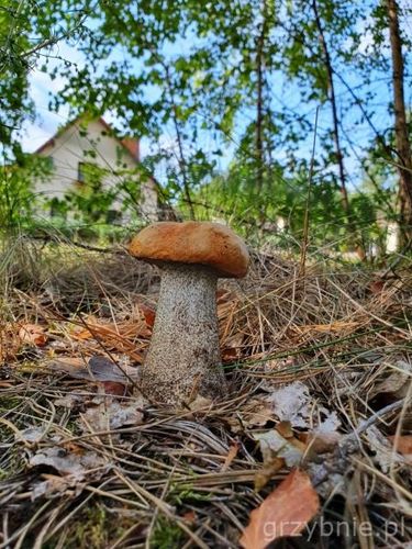 KOŹLARZ CZERWONY grzybnia grzyby leśne na Arena.pl