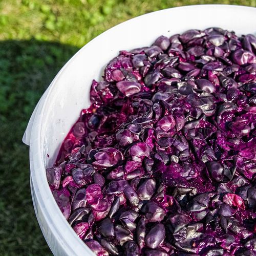 POJEMNIK WIADRO FERMENTACYJNY fermentor 30 L na Arena.pl