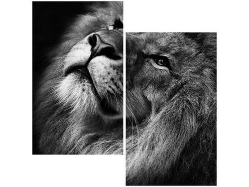 60X60CM SREBRNY LEW DWU OBRAZ ŚCIAN na Arena.pl