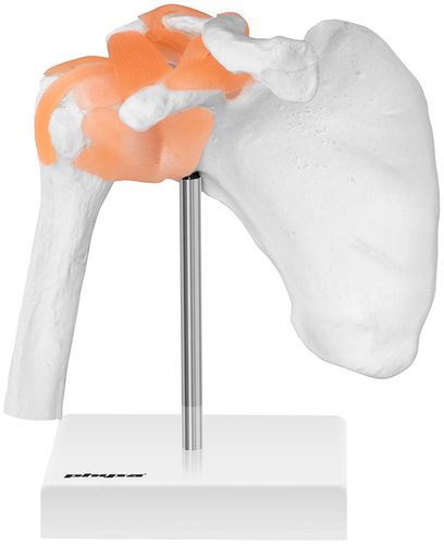 Staw barkowy - model anatomiczny Physa PHY-SJ-1 na Arena.pl