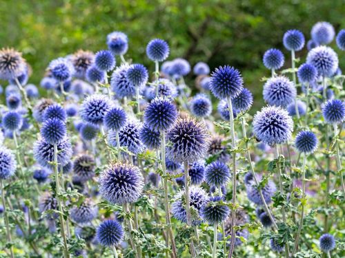 Przegorzan Banacki Banatyński 'Blue Globe' Niebieski (Echinops bannaticus) na Arena.pl