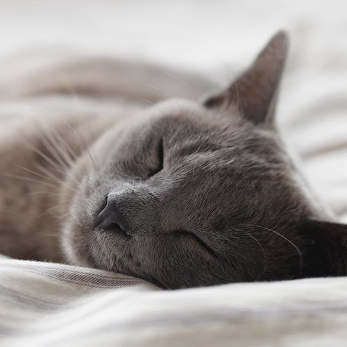 Deco Panel, Śpiący kot 90x60 na Arena.pl