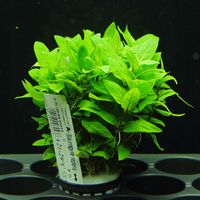 Rośliny do akwarium Staurogyne repens XL 1-2 plan