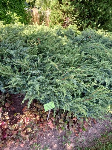Jałowiec nadbrzeżny - Juniperus conferta Schlager na Arena.pl