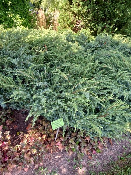 Jałowiec nadbrzeżny - Juniperus conferta Schlager zdjęcie 1