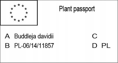 BUDLEJA TRÓJKOLOROWA ZESTAW 3 SADZONEK - MIODODAJNY MOTYLI KRZEW na Arena.pl