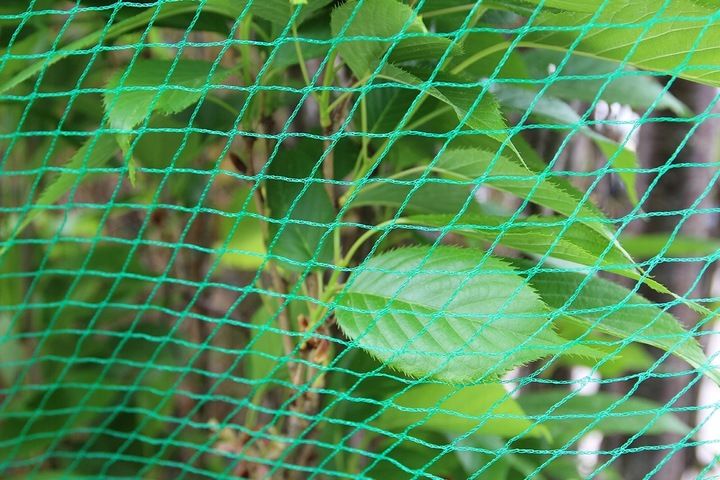 SIATKA OCHRONNA PRZECIW PTAKOM SZPAKOM ochrona truskawek drzew 20g 5x7,5m zdjęcie 12