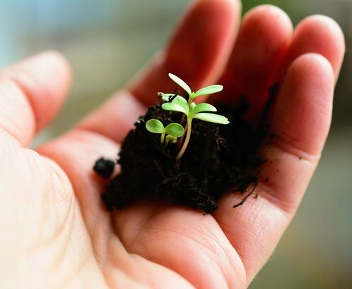 Kwas Fulwowy DETOXINE przyswajanie witamin 200ml. na Arena.pl