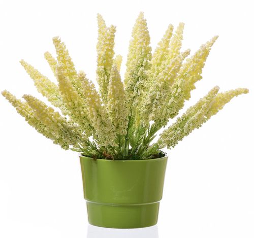 Wrzos kremowy w donicy na Arena.pl