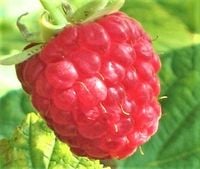 MALINA wczesna czerwone duże owoce - sadzonki 30 / 50 cm