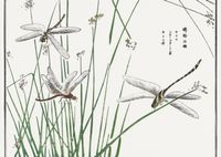 Plakat 84x59,5cm Ważki Morimoto Toko Japoński Vintage do Salonu