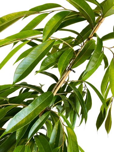 FIKUS (FICUS) AMSTEL KING 150 cm na Arena.pl