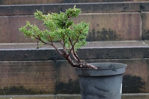 jałowiec chiński Shimpaku - Juniperus chinensis 0064 na Arena.pl