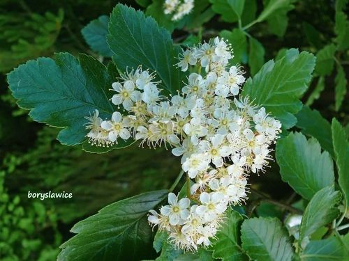 Jarząb szwedzki (Sorbus intermedia) w doniczkach C2, wysokość 60-80 cm na Arena.pl