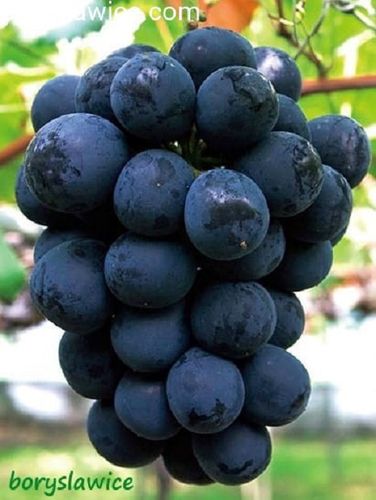 Komplet 6 odmian winorośli (Vitis) w doniczkach P9, wysokość 40-60 cm na Arena.pl