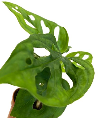 MONSTERA MONKEY MASK 15 cm na Arena.pl