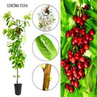 Czereśnia Sylvia obficie owocująca odporna odmiana 100-150 cm
